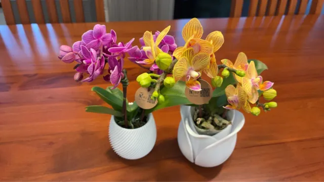 把繽紛花色帶進餐桌日常，顧客分享照片 1