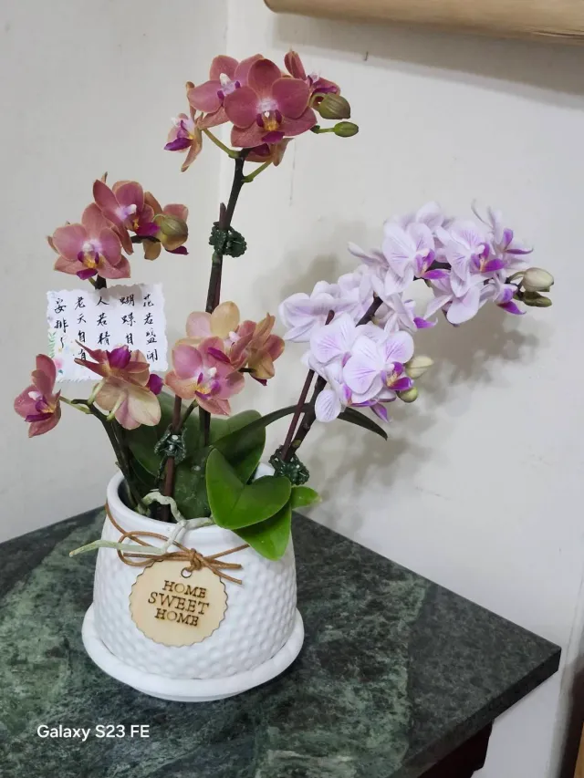 買回的蘭花，換上喜歡的小花盆，顧客分享照片 1