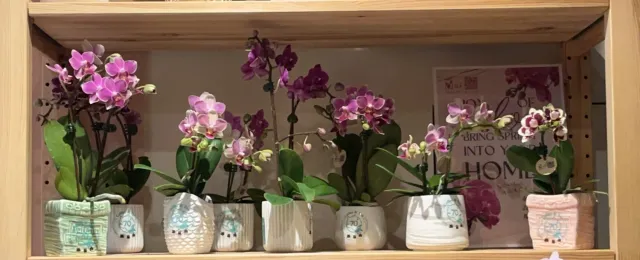新到的蘭花,成了咖啡廳的風景,顧客分享照片 5
