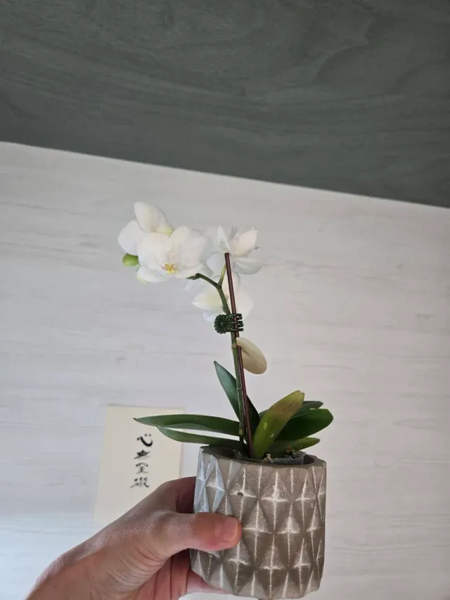 白花與銀色花器的安靜角落,顧客分享照片 2