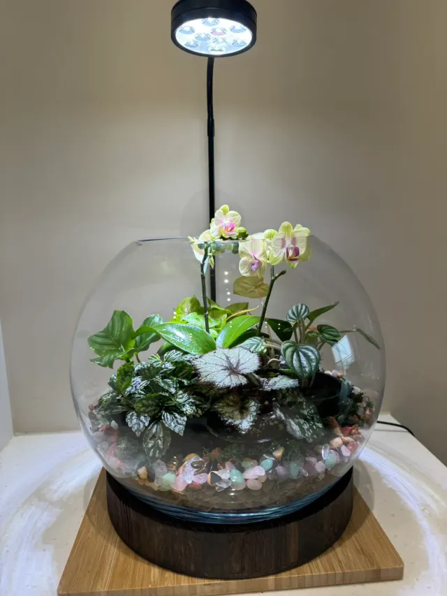 玻璃盆裡,蘭花與綠植相伴,顧客分享照片 4