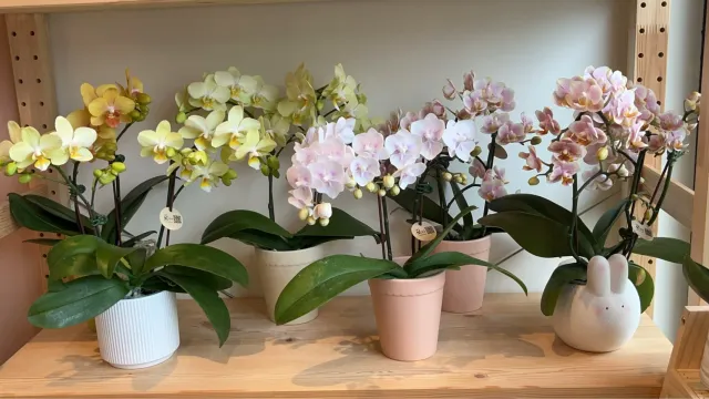 把展示架布置成有花的小角落，顧客分享照片 1