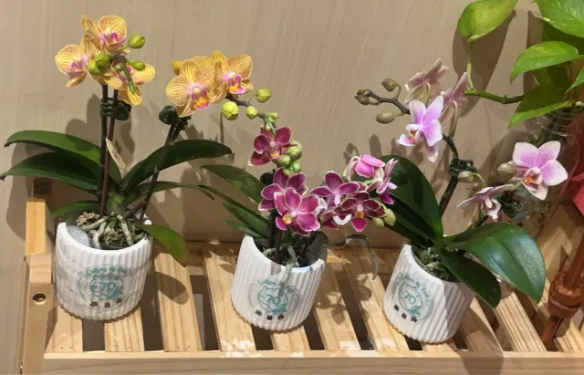 新到的蘭花，成了咖啡廳的風景，顧客分享照片 1