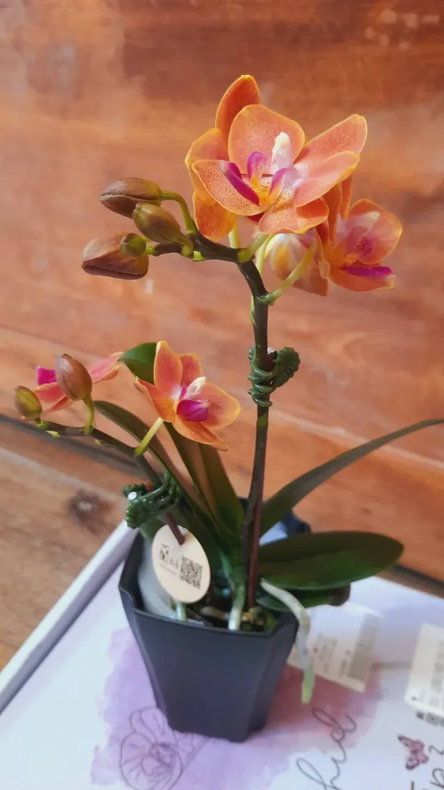 補寄收到後的一張花照,顧客分享照片 1