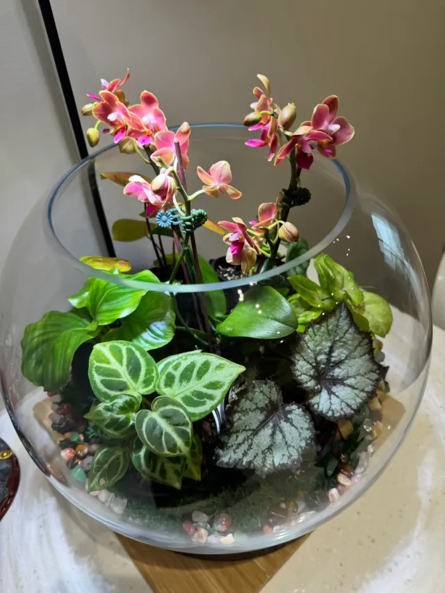 迷你蘭花的玻璃盆作品，顧客分享照片 1