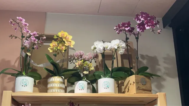 新到的蘭花,成了咖啡廳的風景,顧客分享照片 3