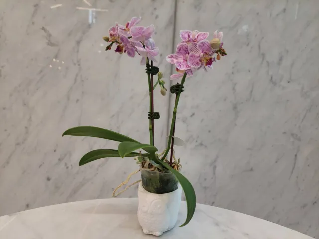 讓飯店的一隅，也有花相伴，顧客分享照片 1