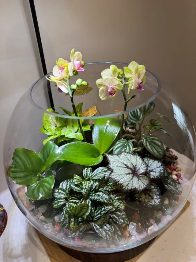 玻璃盆裡,蘭花與綠植相伴,顧客分享照片 2